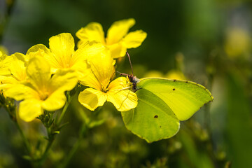 Zitronenfalter auf gelber Blume