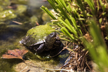 Europäische Sumpfschildkröte in Wasser von Pflanzen umringt