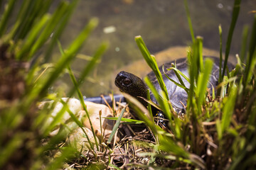 Europäische Sumpfschildkröte in Wasser von Pflanzen umringt