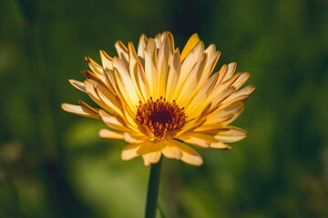Calenduleae