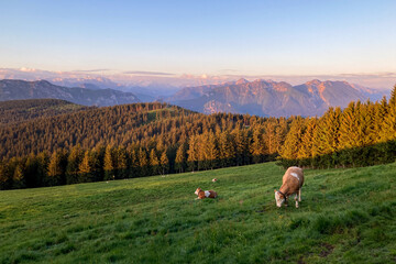 sunrise at alpine pasture Stoisser Alm in the bavarian alps, Germany