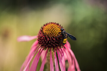 Dolchwespe auf pinkem Sonnenhut