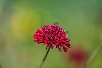 Witwenblume in satter purpurner Farbe