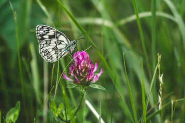 Schachbrettfalter auf Klee
