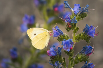 Kohlweißling auf gewöhnlichem Natternkopf