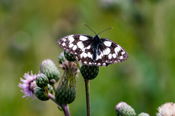 Schachbrettfalter auf Distel