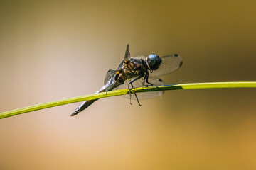 Pachydiplax longipennis auf Halm sitzend
