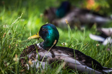 Männliche Stockente im Gras liegend