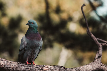 Taube im Geäst sitzend
