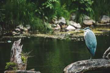 Graureiher sitzt auf Baumstamm im Wasser