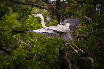 Fliegender Graureiher