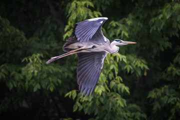 Fliegender Graureiher