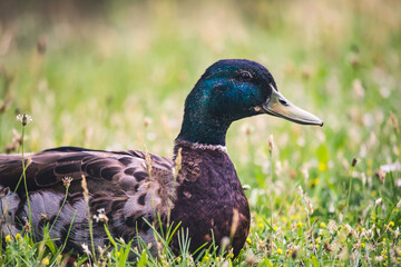 Männliche Stockente liegt in Wiese