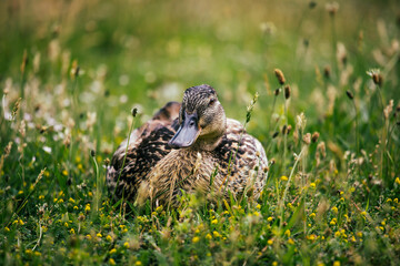Weibliche Stockente liegt im Gras