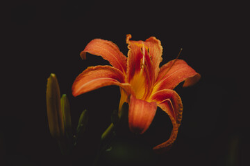Lilie vor schwarzem Hintergrund © Vanell