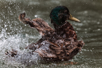 Ente schlägt im Wasser mit Flügeln um sich und spritzt mit Wasser