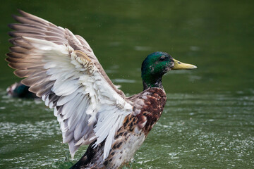 Ente schl&auml;gt im Wasser mit Fl&uuml;geln um sich und spritzt mit Wasser