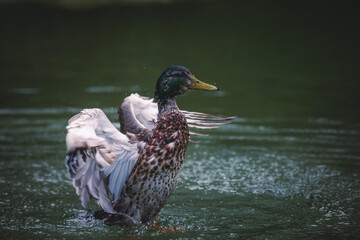 Ente schlägt im Wasser mit Flügeln um sich und spritzt mit Wasser