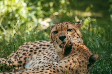 Sich putzende und miteinander kuschelnde Geparden im Gras