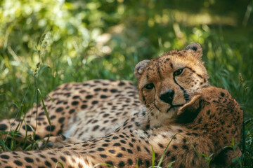 Sich putzende und miteinander kuschelnde Geparden im Gras