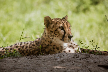 Im Gras liegender Gepard