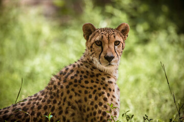 Im Gras liegender Gepard © Vanell