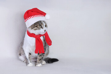 Little Cat in a red hat of Santa Claus sitting on the white background close up. Winter. 2023. Happy New Year. Cute Kitten with green eyes. Tabby.  Christmas Cat card. Concept of adorable little pets.