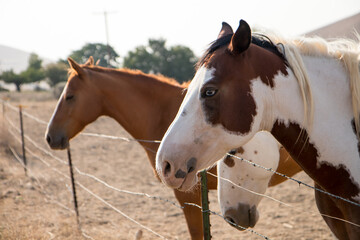 horse in the field