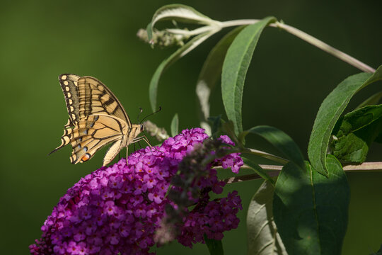 Kolorowy motyl paź królowej na krzewie Budleja Dawida.