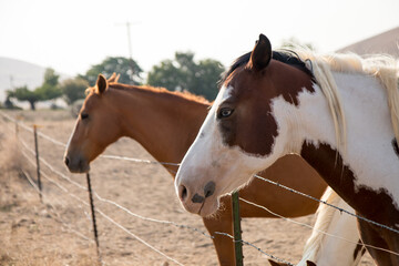 horse in the field