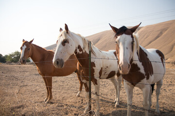 Obraz premium horse in the field