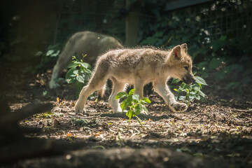 Wolfswelpe stolziert durch sein Gehege