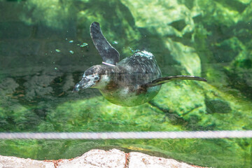 Tauchender Humboldtpinguin