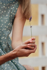 Lavender flower is held by female and male hands