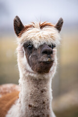 Obraz premium close up of a white alpaca