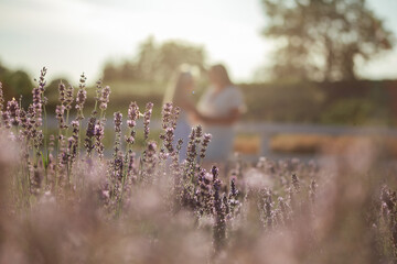 lavender field in the morning on a blurred background two girls