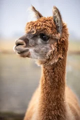 Fotobehang close up of an alpaca © monika