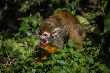 Totenkopfäffchen auf Boden
