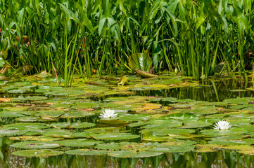 Water Lilies and Arrowhead Plants On The River