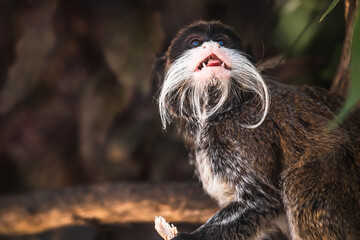 Fressender Kaiserschnurrbarttamarin