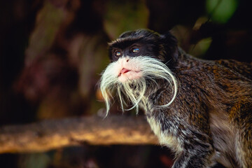 Fressender Kaiserschnurrbarttamarin