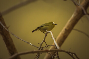 Kilimanscharo-Bergbrillenvogel sitzt auf Zweig