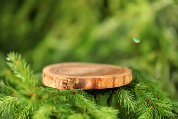A round carved slab of wood lies on the branches of spruce, pine, a stand for an object, a podium for cosmetics. Beautiful bokeh of juicy greenery. 