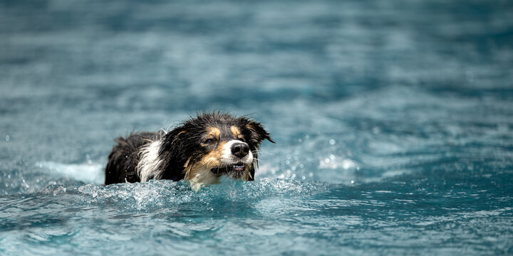 nice dog in the low water in the lake - border collie