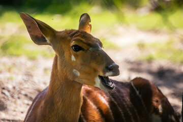 Nyala, das freundlich aussieht und den Mund offen hat