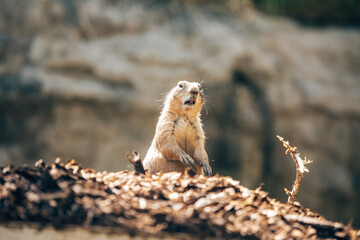 Schwarzschwanz-Präriehund steht mit offenem Mund da