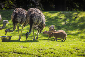 Emus fressen aus Futterschüssel und werden von Capybaras beobachtet