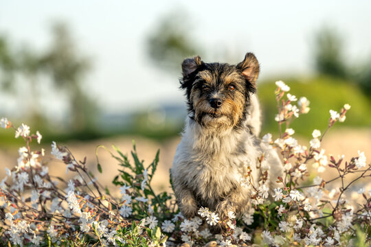 Funny small Jack Russell Terrier dog in a beautiful blooming  meadow
