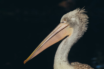 Portrait eines Krauskopfpelikans