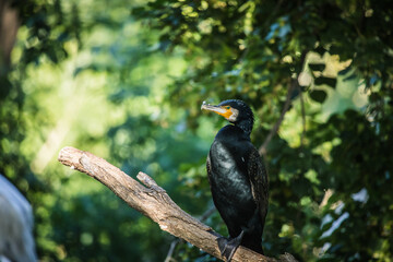 Zur Seite gedrehter Kormoran auf Baumstamm